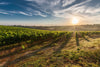 Sunset over a green field with rows of crops